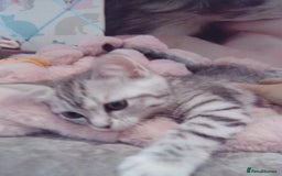 Scottish Fold cats for sale: ready to leave!! 2 Scottish straights  - Image 12