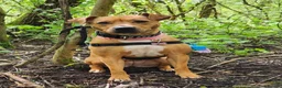 Mixed Breed dogs for sale: ***MISS LULA LEMON*** - Advert 19