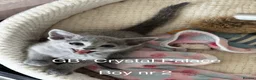 Russian Blue cats for sale: Full Pedigree American Champion Lines Russian Blue in Christchurch - Advert 17