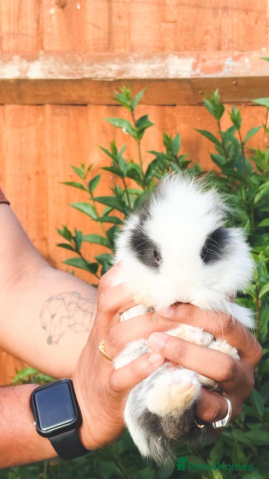 Mixed Breed rabbits 4 Baby Lionhead Bunnies Seeking Loving Homes - Advert 1