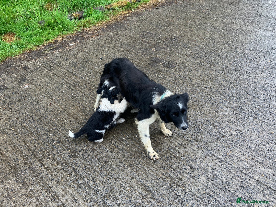 Border Collie dogs for sale: Border collie pups for sale  in Hengoed - Image 4