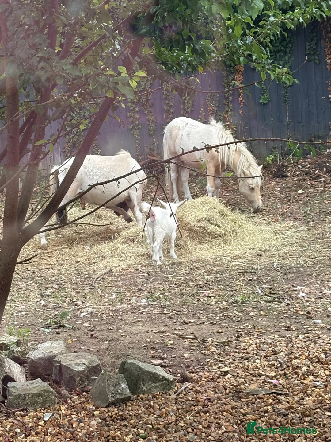 Dartmoor horses for sale: Two mini Shetlands  - Advert 2