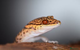 Gecko reptiles for sale: Chinese Cave Gecko  - Image 2