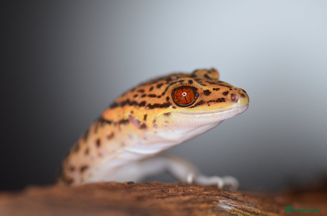 Gecko reptiles for sale: Chinese Cave Gecko  - Image 2