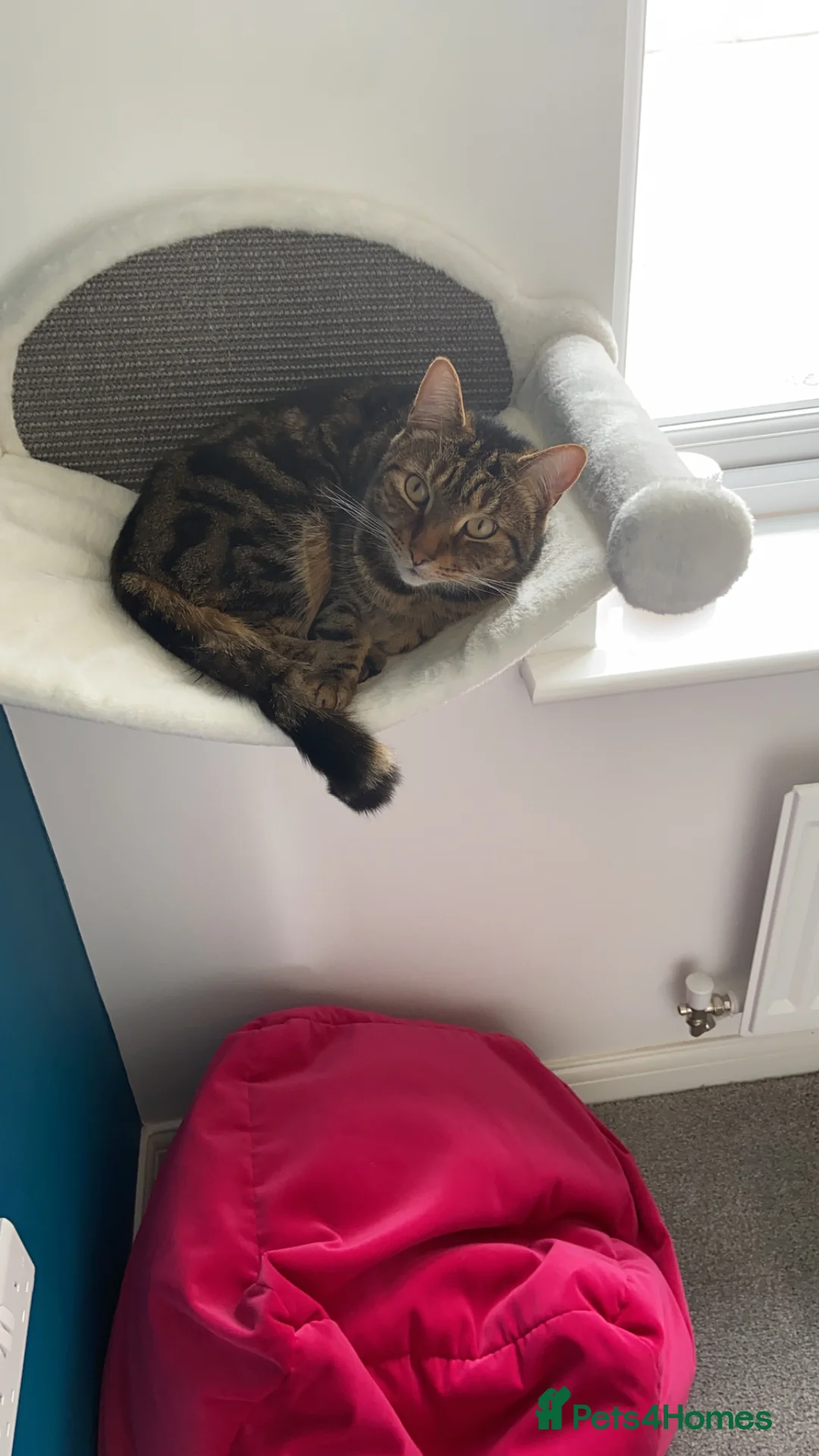 Mixed Breed cats for sale: Jeff is looking for a new home  - Advert 10