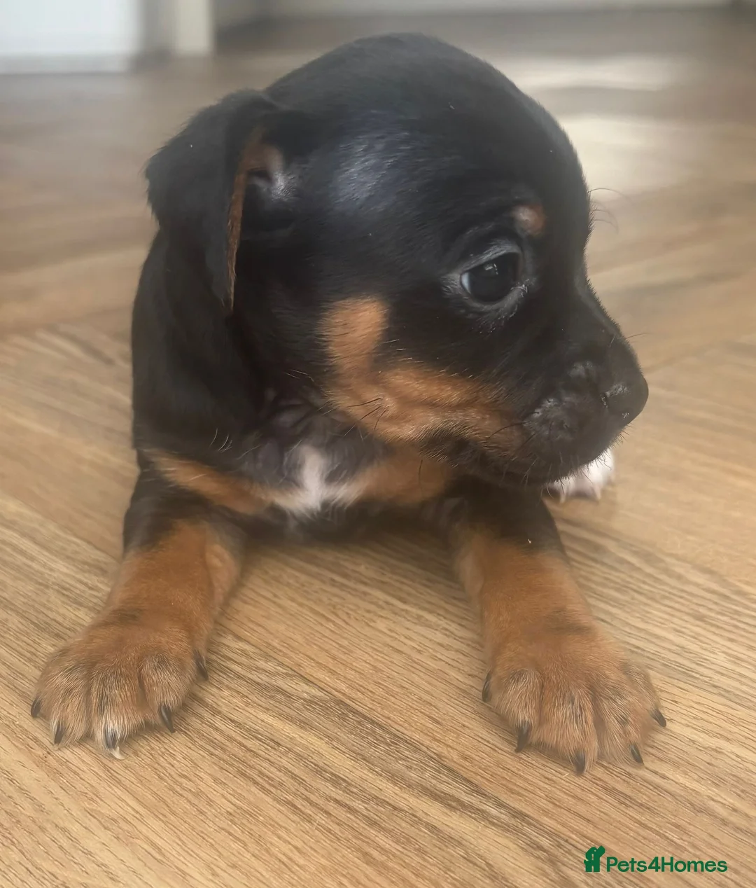 Jack Russell dogs for sale: 4 Beautiful Girl Jack Russell Puppies  - Advert 5