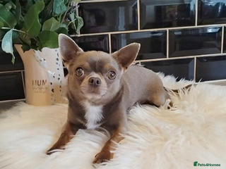 Chihuahua dogs KC reg PROVEN STUD - Health tested clear - Advert 7