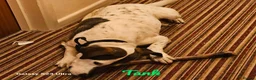 Mixed Breed dogs for adoption: Georgia & Tank, Available for adoption. - Advert 11