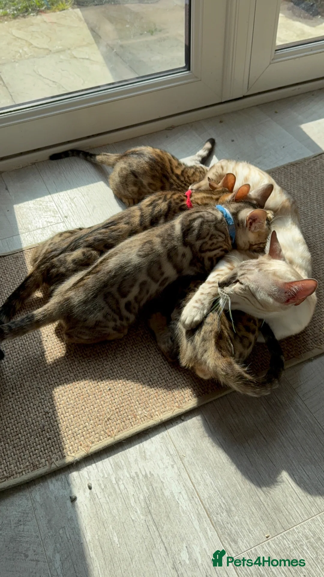 Bengal cats for sale: Stunning Bengal 3 Boys left - Advert 39