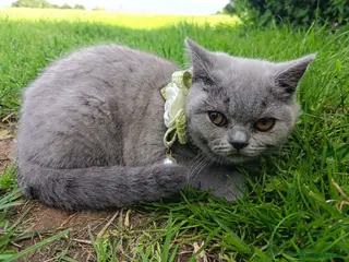 British Shorthair cats Ready to go. Gccf registered blue BSH kittens - Advert 8