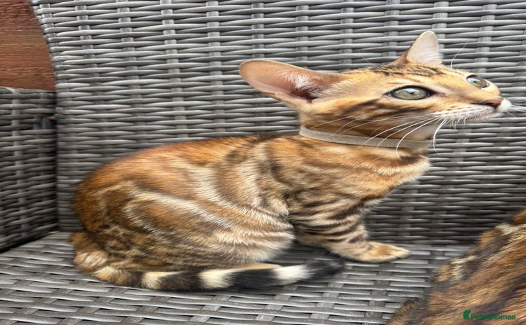 Bengal cats - Advert 13