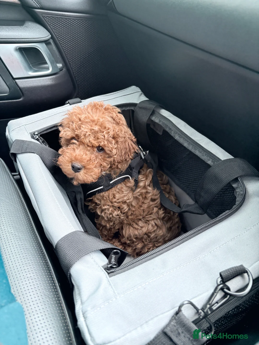 Cavapoo dogs for sale: F1B Cavapoo Red Boy - Advert 2