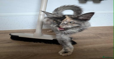 Maine Coon cats - Advert 12