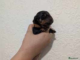 Rottweiler dogs - Advert 4