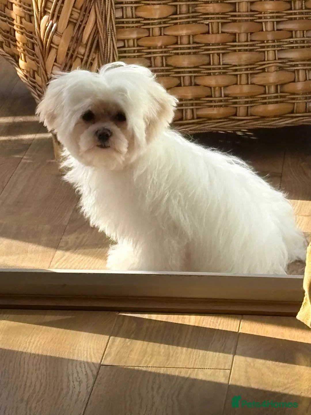Maltese dogs for sale: KC registered 6 month old male Maltese  - Advert 1