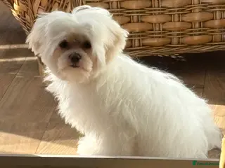 Maltese dogs KC registered 6 month old male Maltese - Advert 4