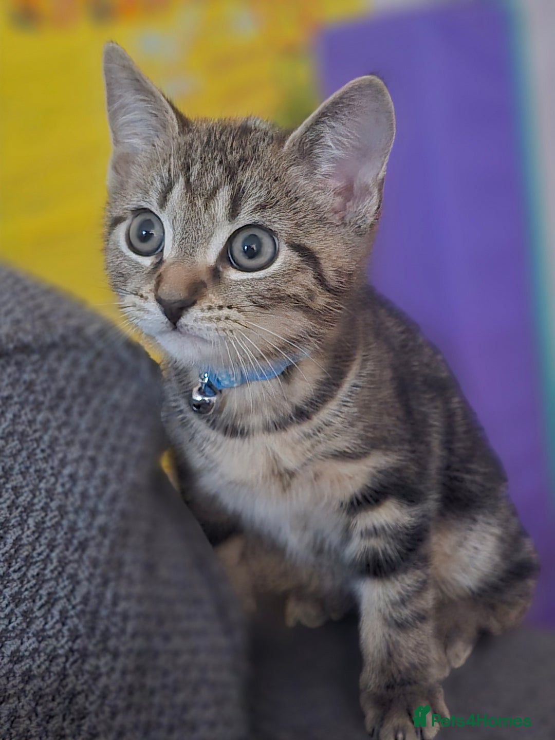 Domestic Shorthair cats for sale: Beautiful male tabby - Advert 4