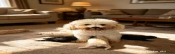 Poochon dogs for sale: Miniature F1B toy poochon  - Advert 1