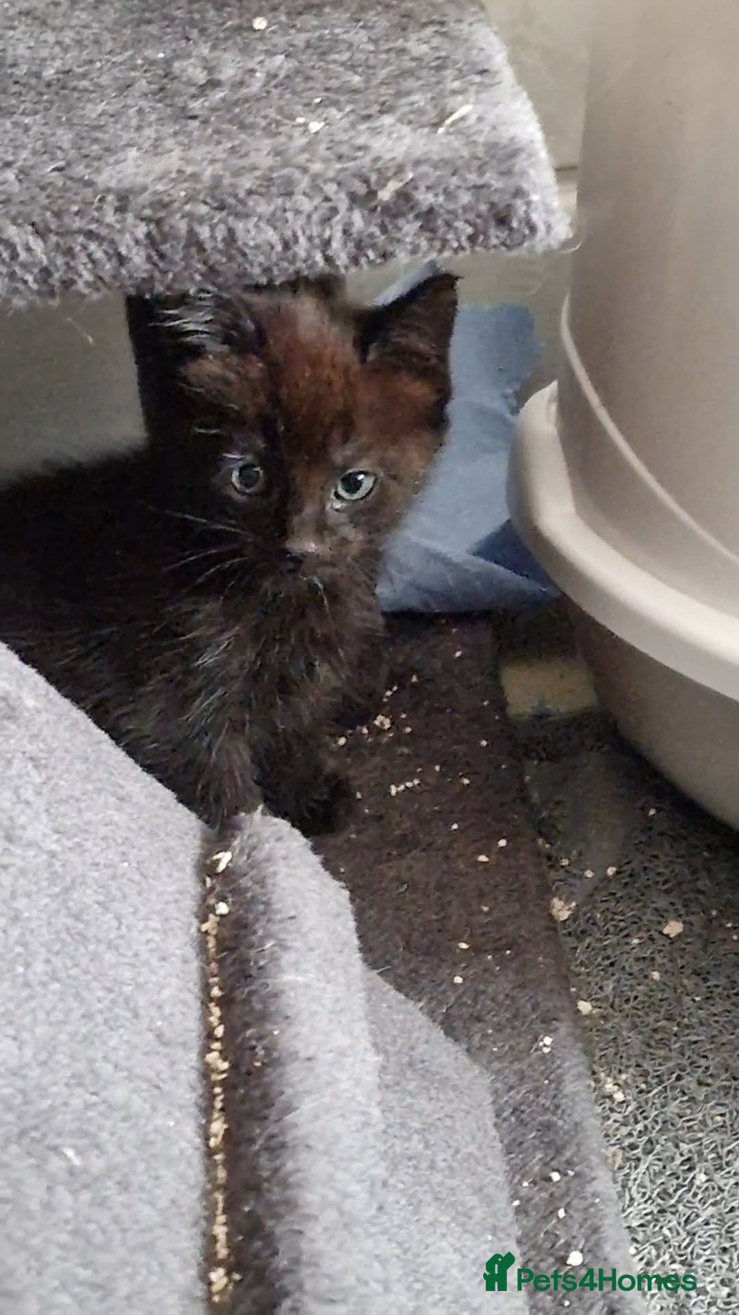 Maine Coon cats for sale: Maine Coon cross Bengal - Advert 7