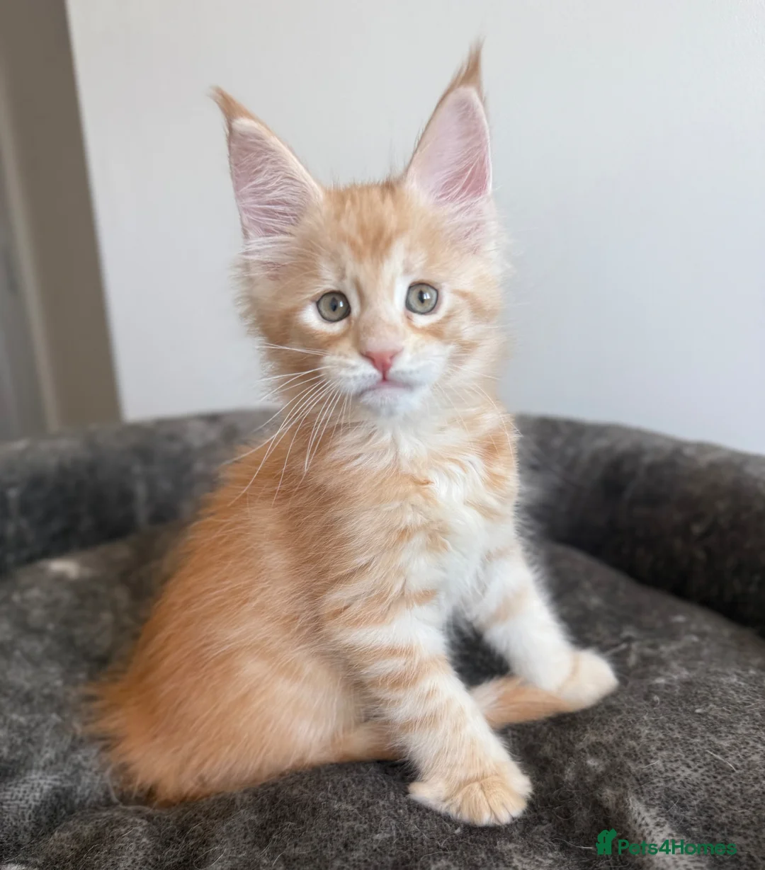Maine Coon cats for sale: Champion line kittens 🥰 - Advert 1
