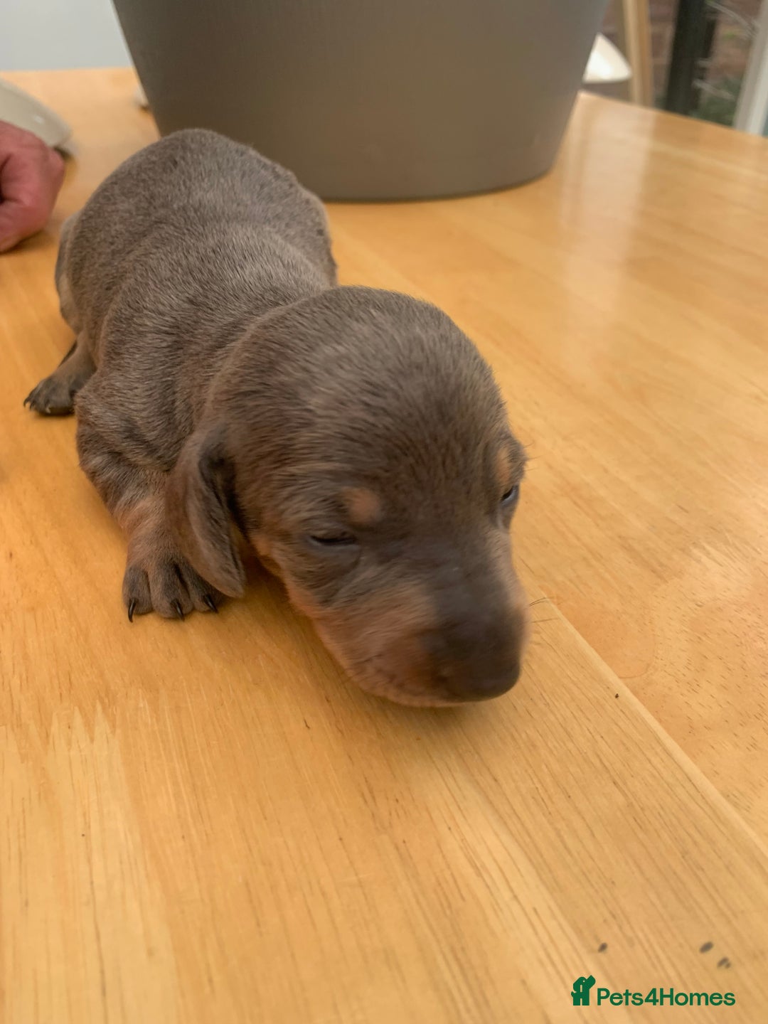 Dachshund dogs for sale: Miniature dachshunds  - Image 15