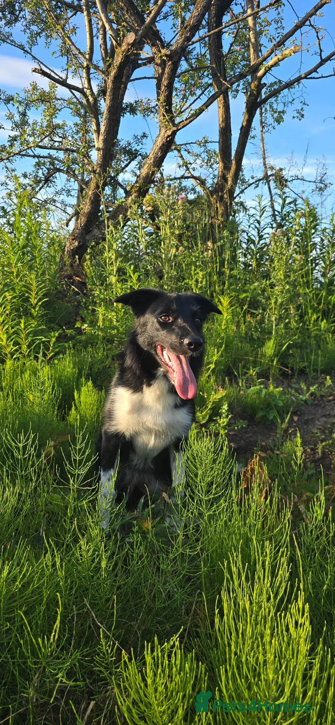 Border Collie dogs for sale: 7 month old border collie in Carluke - Advert 2