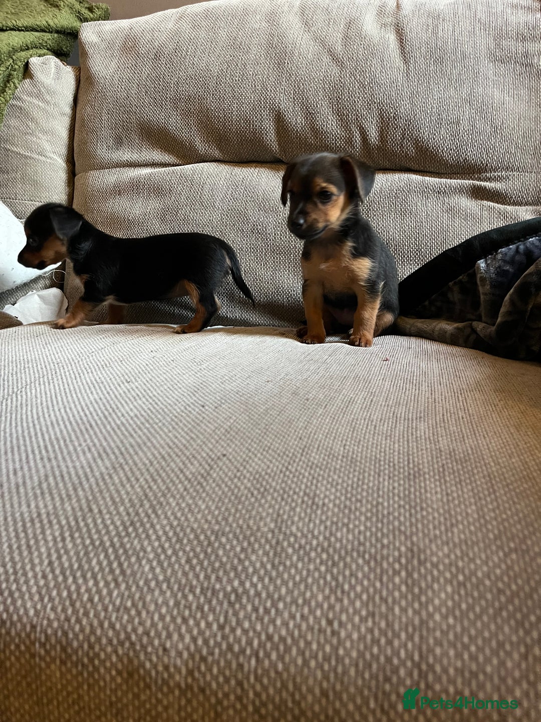 Jack Russell dogs for sale: Jack Russell puppies for sale - Advert 27