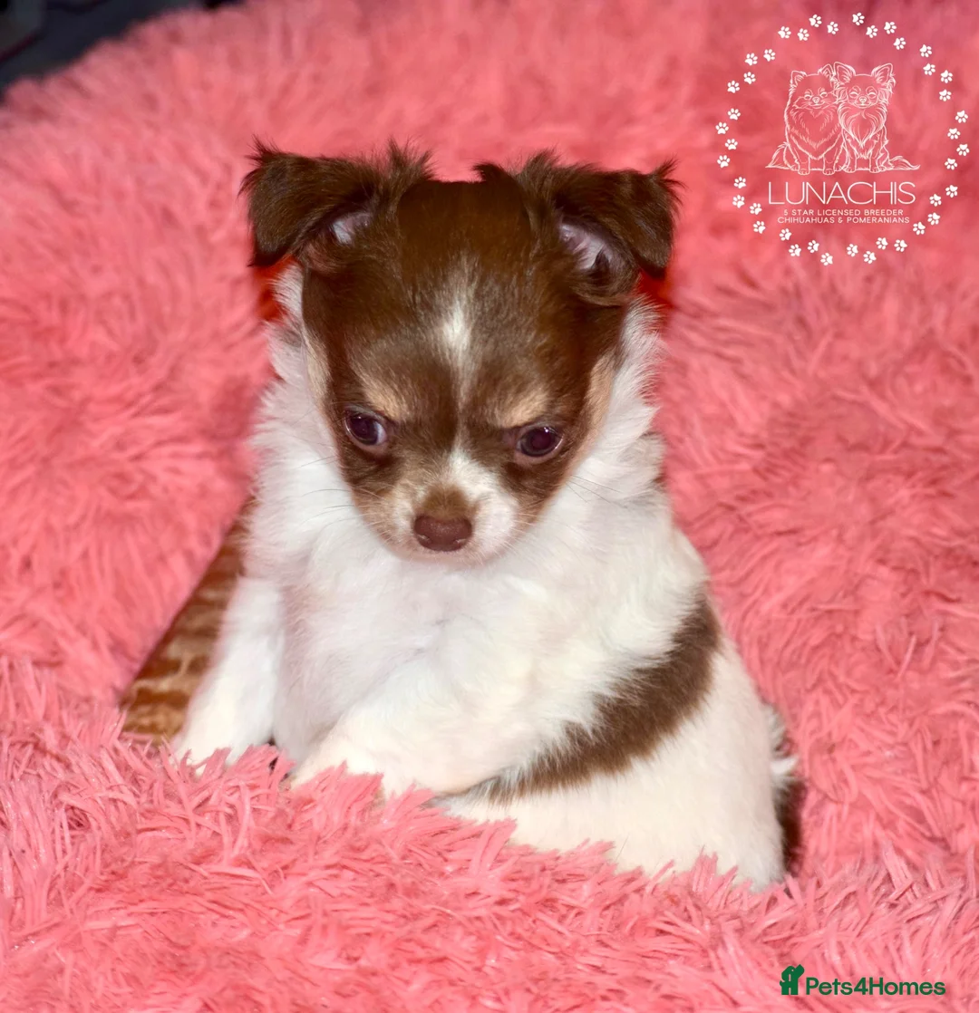 Chihuahua dogs for sale: Beautiful long coat chihuahua puppies - Advert 2