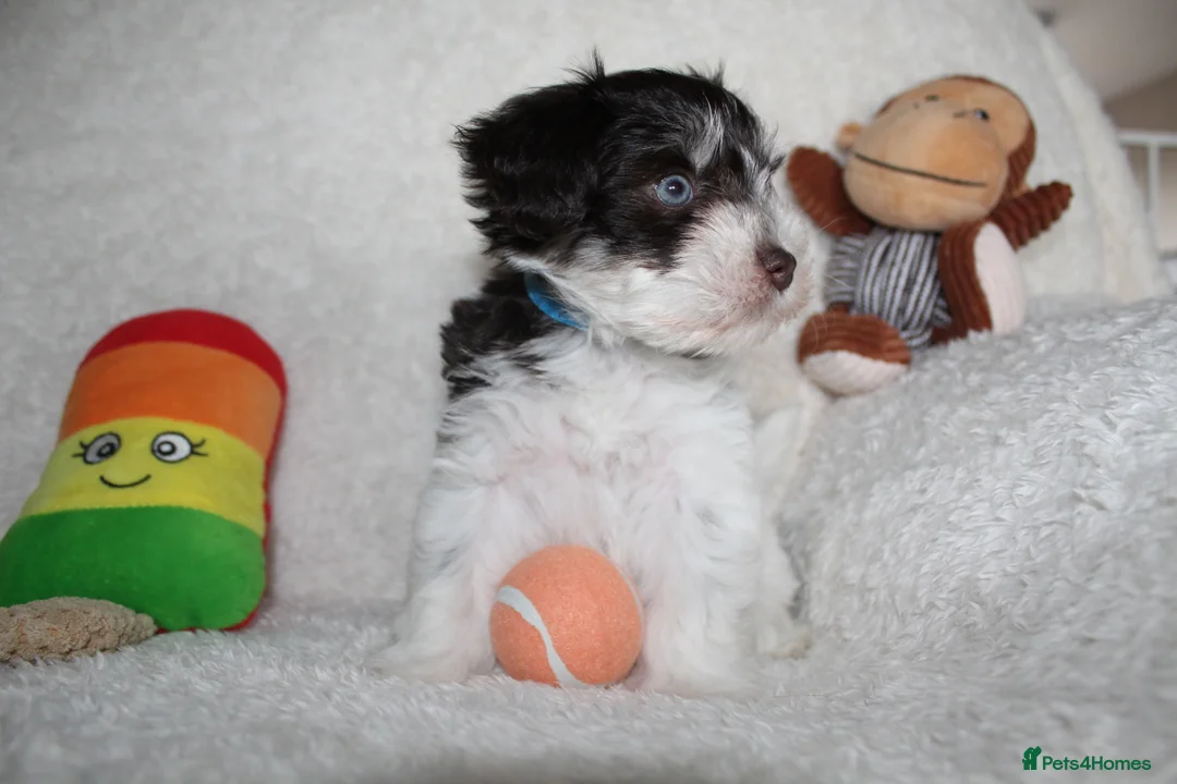 Miniature Schnauzer dogs for sale: KC Reg Chocolate Parti/Wheaten Miniature Schnauzer - Advert 1