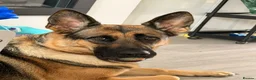 German Shepherd dogs for sale: German Shepherd Female, 2 and half years old in Corby - Advert 5