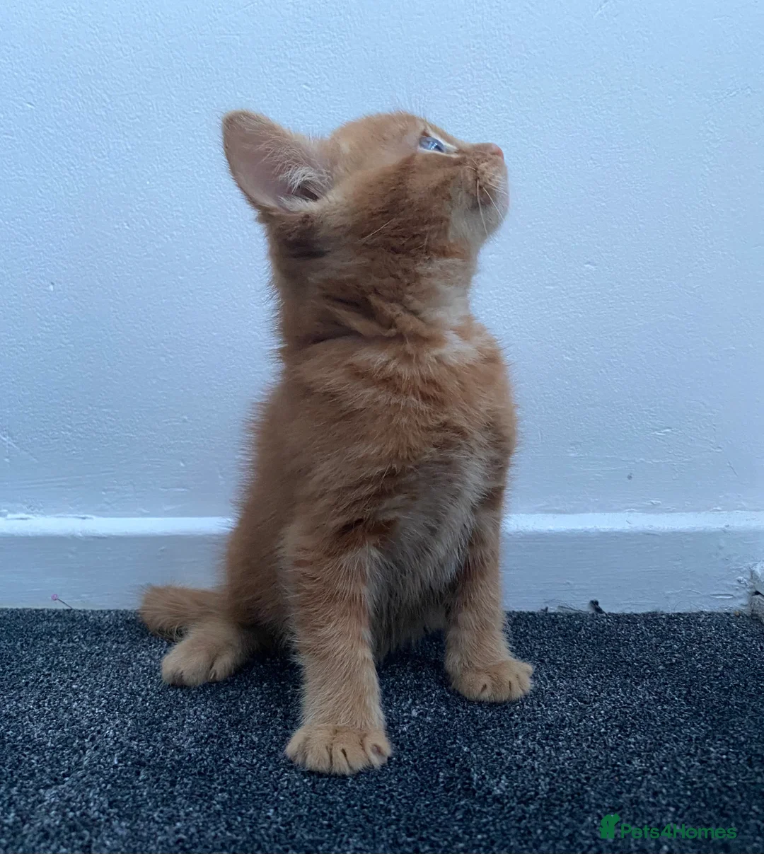 Mixed Breed cats for sale: Cute dark ginger kitten awaiting forever home 🏡  - Advert 1