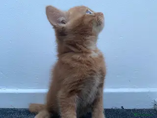 Mixed Breed cats Cute dark ginger kitten awaiting forever home 🏡 - Advert 1