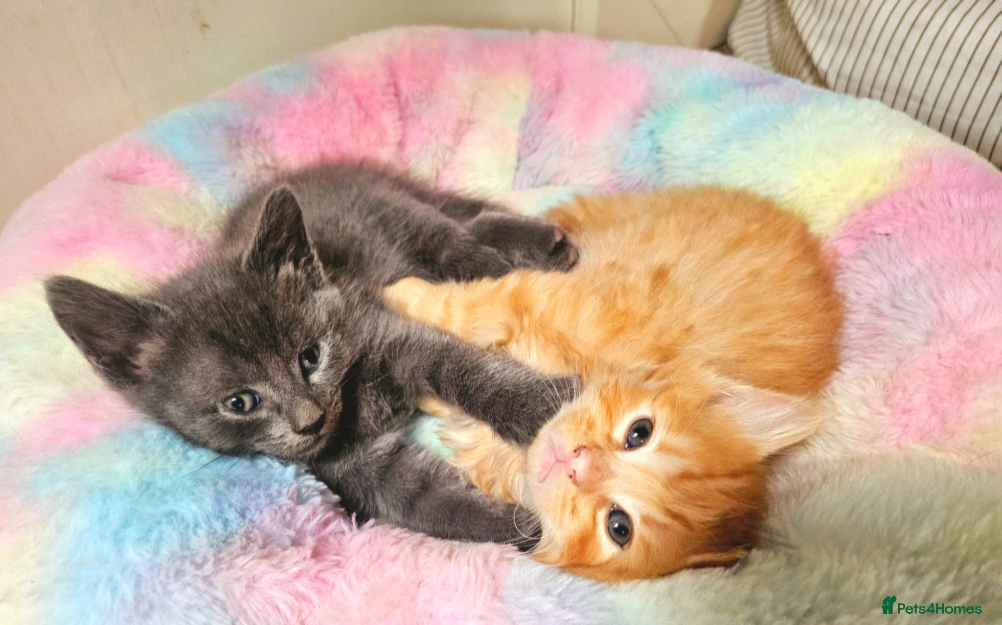 Mixed Breed cats Elven Bengal Kittens  - Advert 2