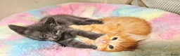 Mixed Breed cats for sale: Elven Bengal Kittens  - Advert 19