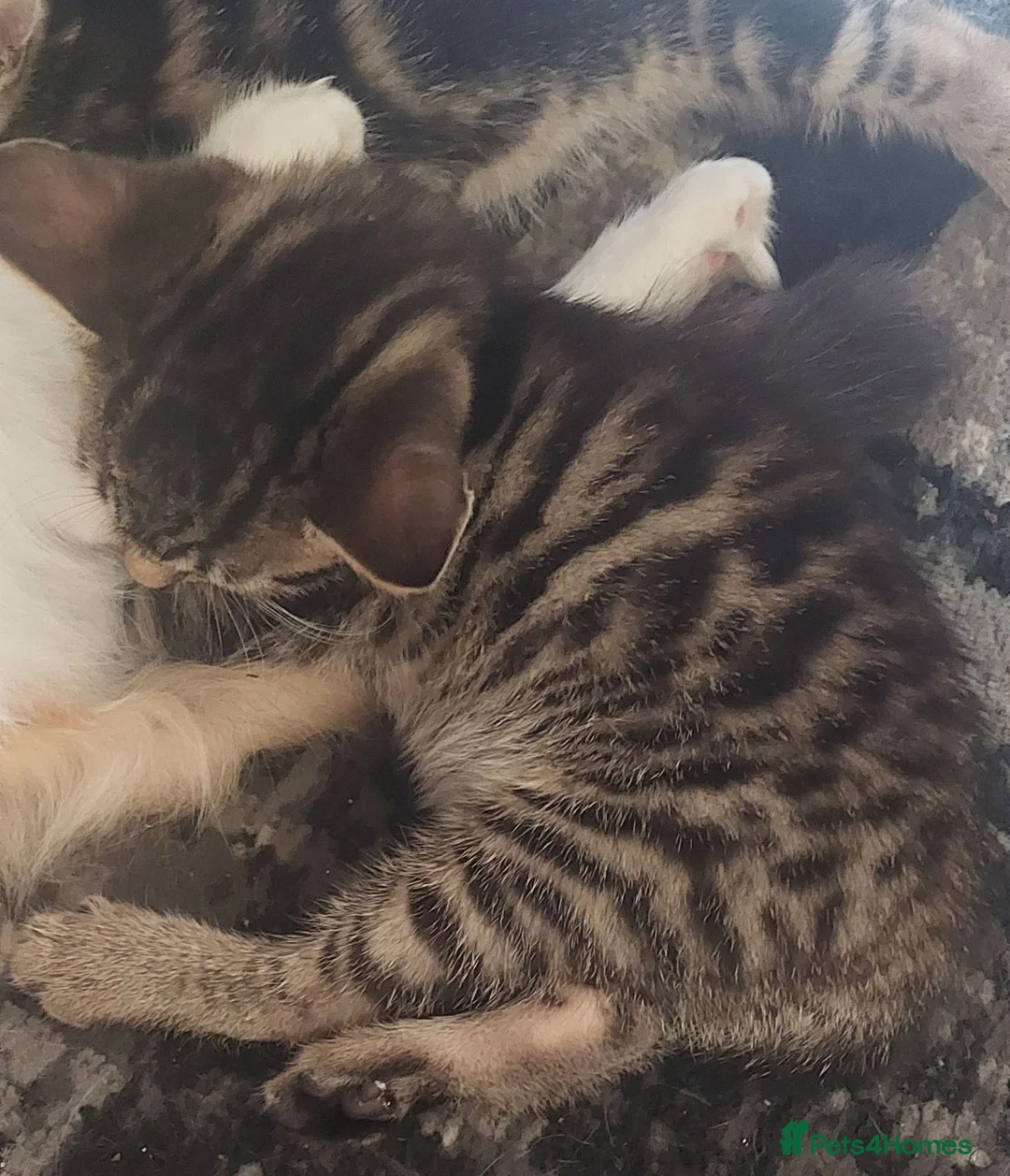 Mixed Breed cats for sale: 4 kittens girl - Advert 10