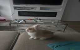 Dwarf Lop rabbits for sale: Mini lop and lion head  - Image 6