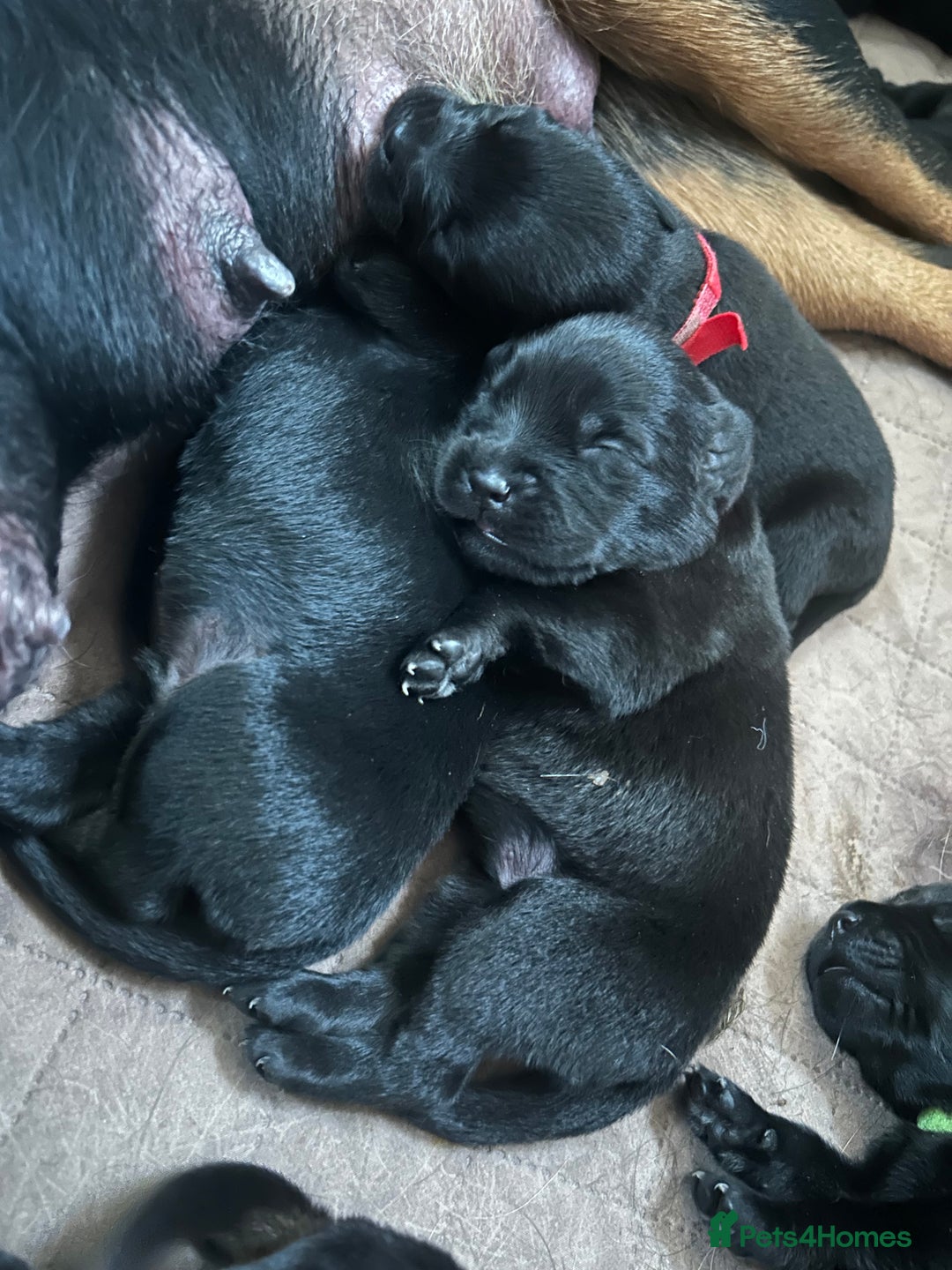Mixed Breed dogs for sale: 11 adorable Rottador Labweiler puppies for sale   - Image 8