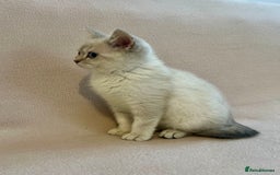 British Shorthair cats for sale: PUREBRED BSH KITTENS SOLD - Image 4