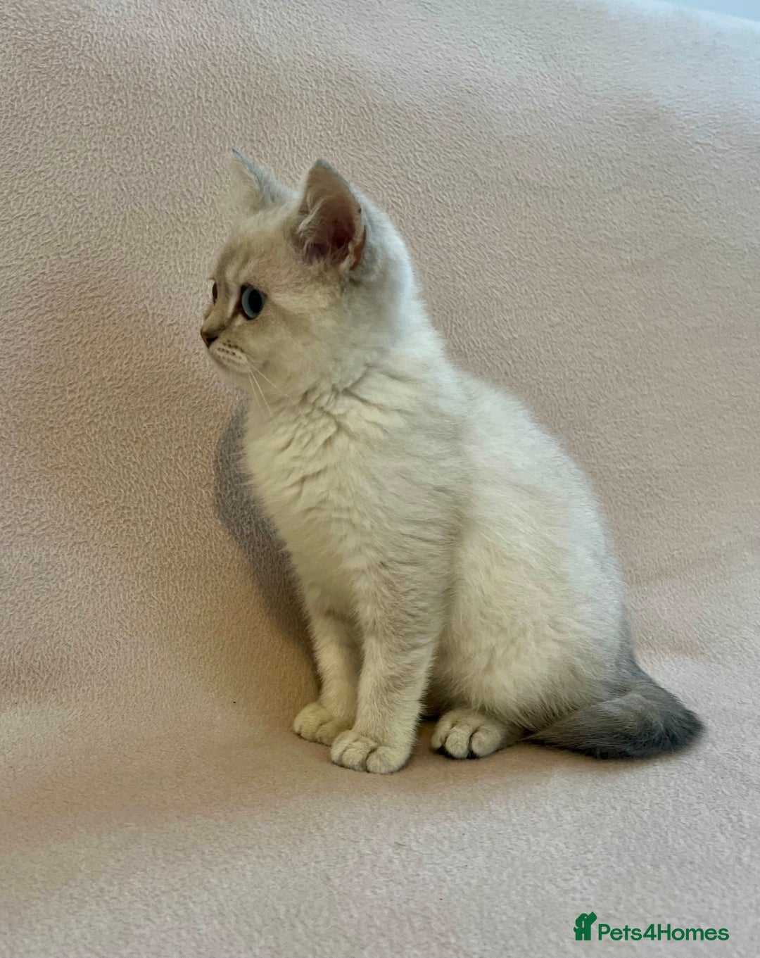 British Shorthair cats for sale: PUREBRED BSH KITTENS SOLD - Image 4