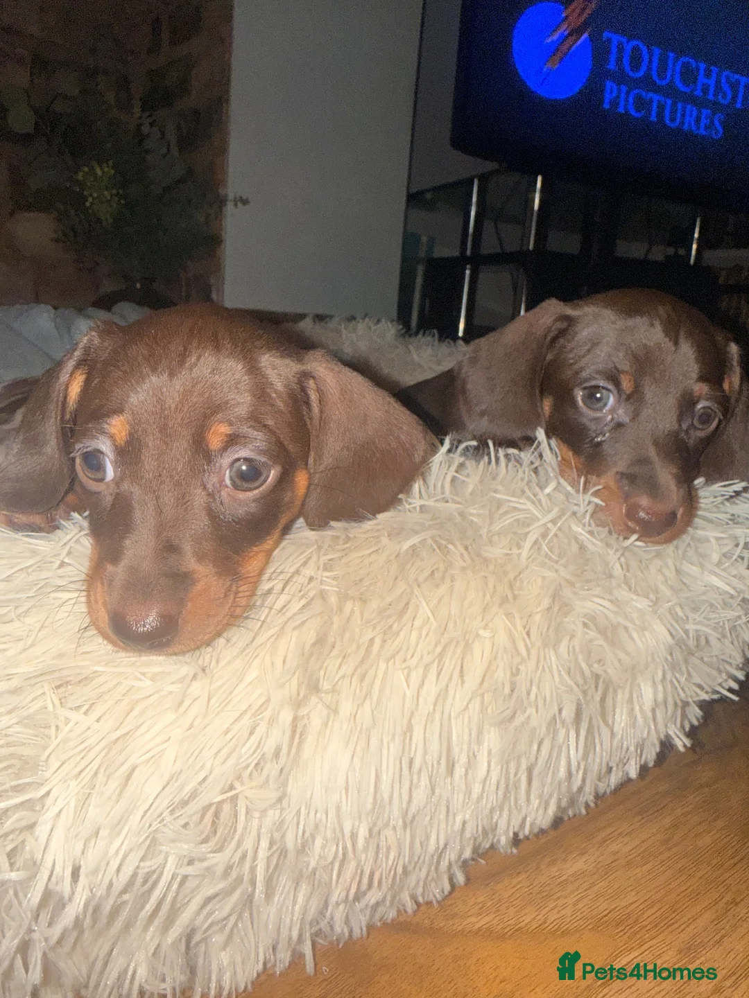 Miniature Dachshund dogs for sale: Stunning mini Dachshund boys for new homes 💙 - Advert 2