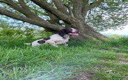 English Springer Spaniel dogs for sale: Working English springer spaniel - Image 4