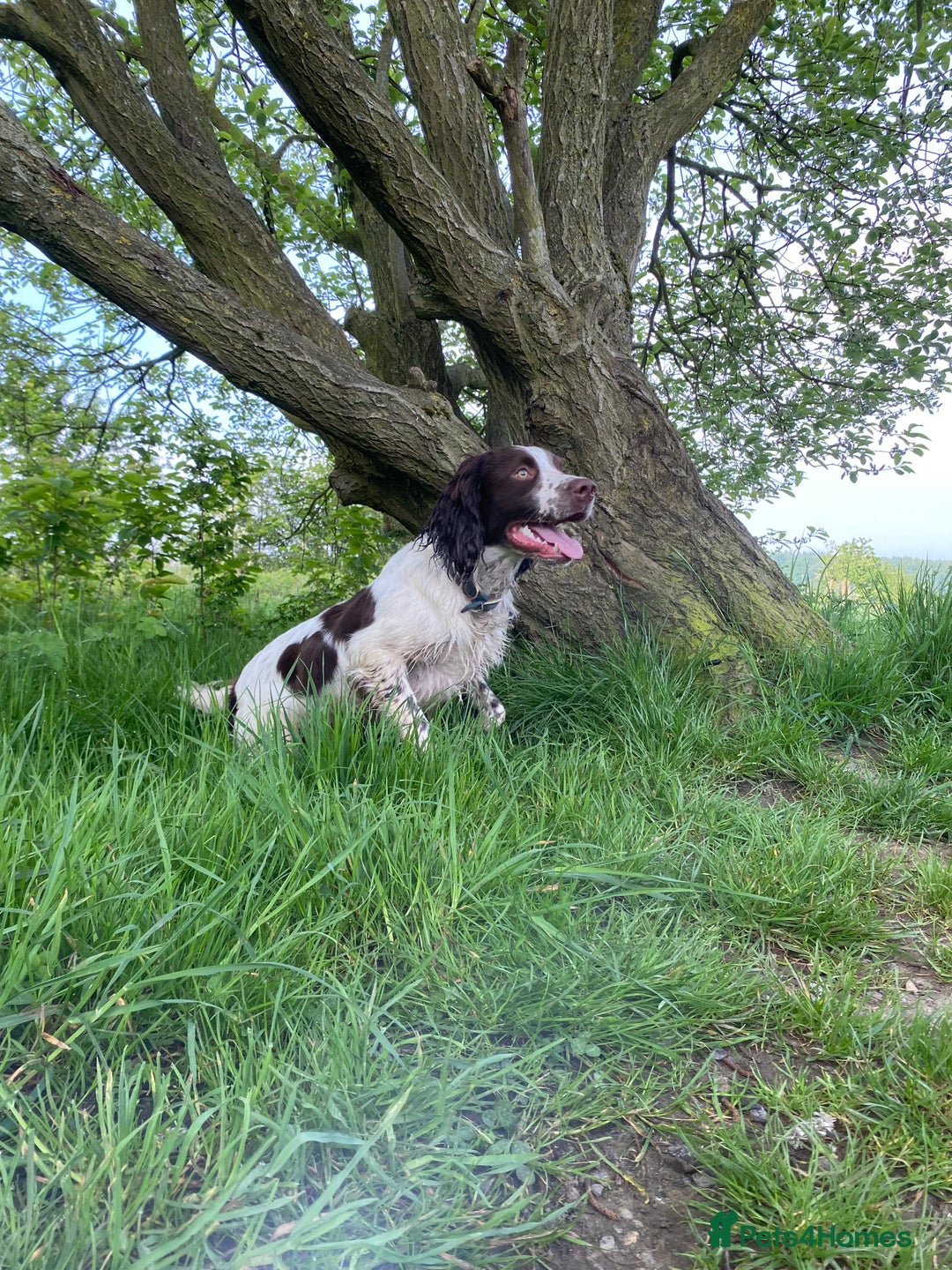 English Springer Spaniel dogs for sale: Working English springer spaniel - Image 4
