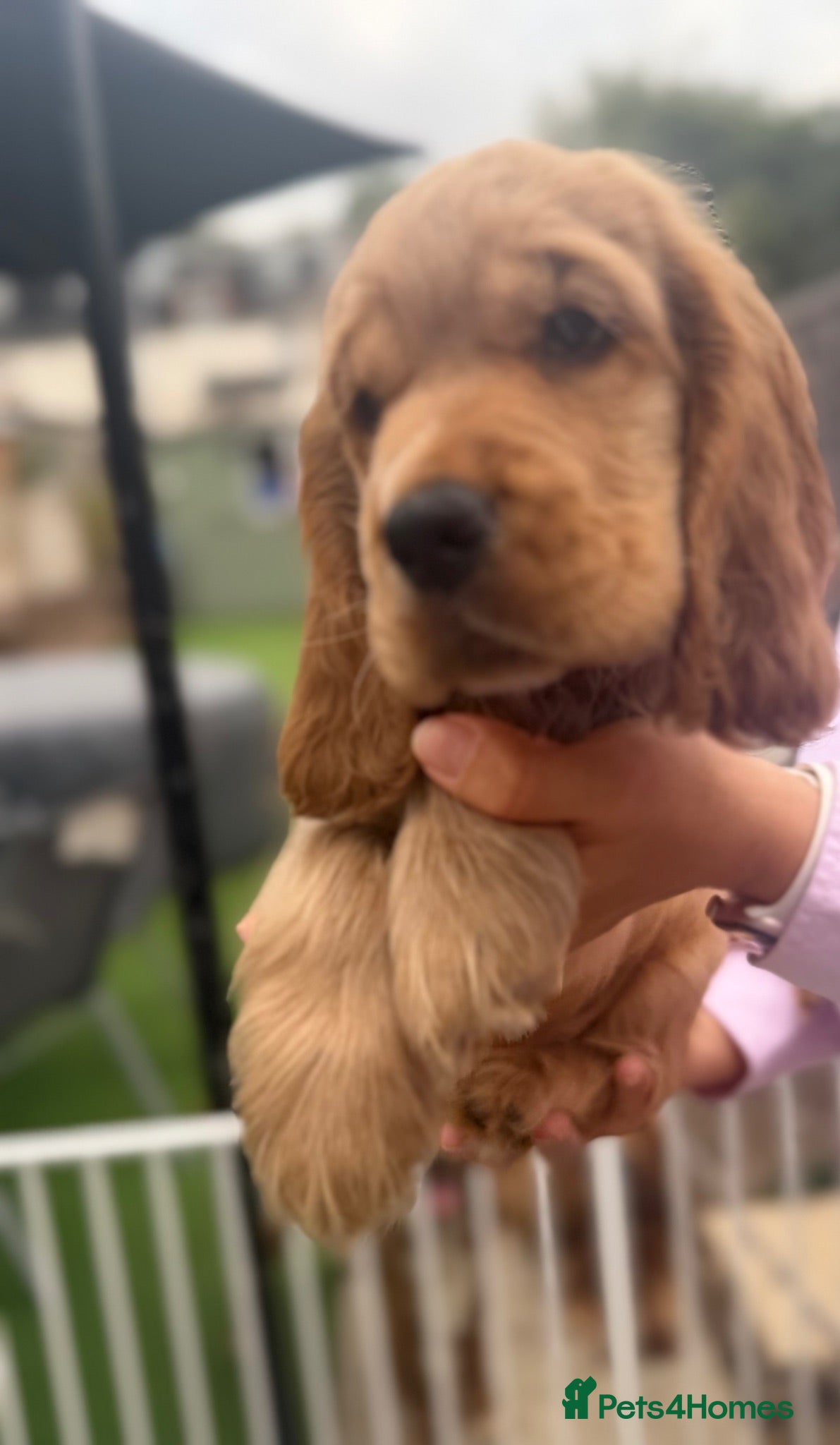 Cocker Spaniel dogs 🌟🌟🌟Beautiful English Gold Show Cocker Spaniel  - Advert 1