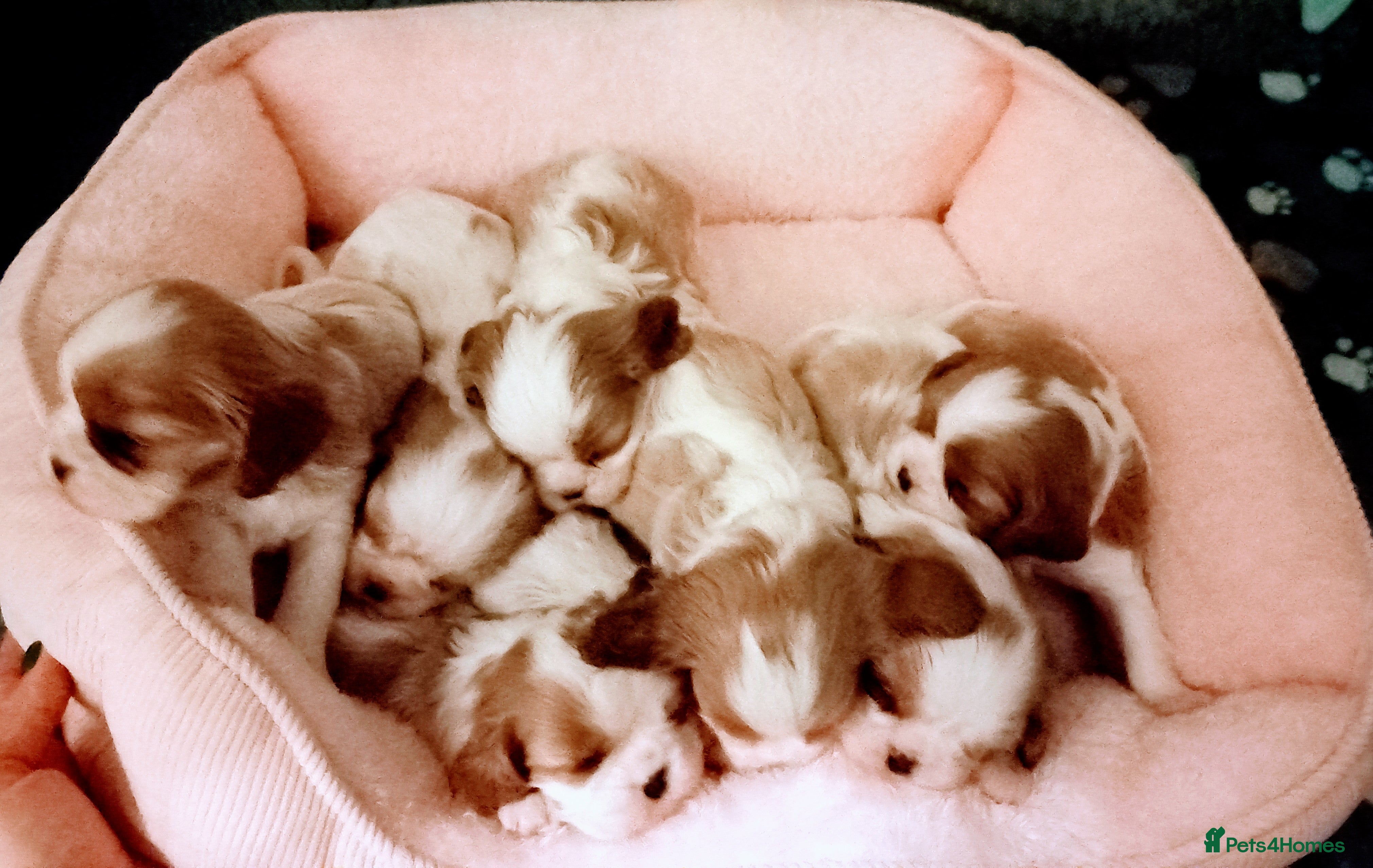 Cavalier King Charles Spaniel dogs STUNNING CAVALIER KING CHARLES SPANIEL PUPPIES *** - Advert 1