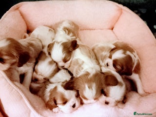 Cavalier King Charles Spaniel dogs STUNNING CAVALIER KING CHARLES SPANIEL PUPPIES *** - Advert 1