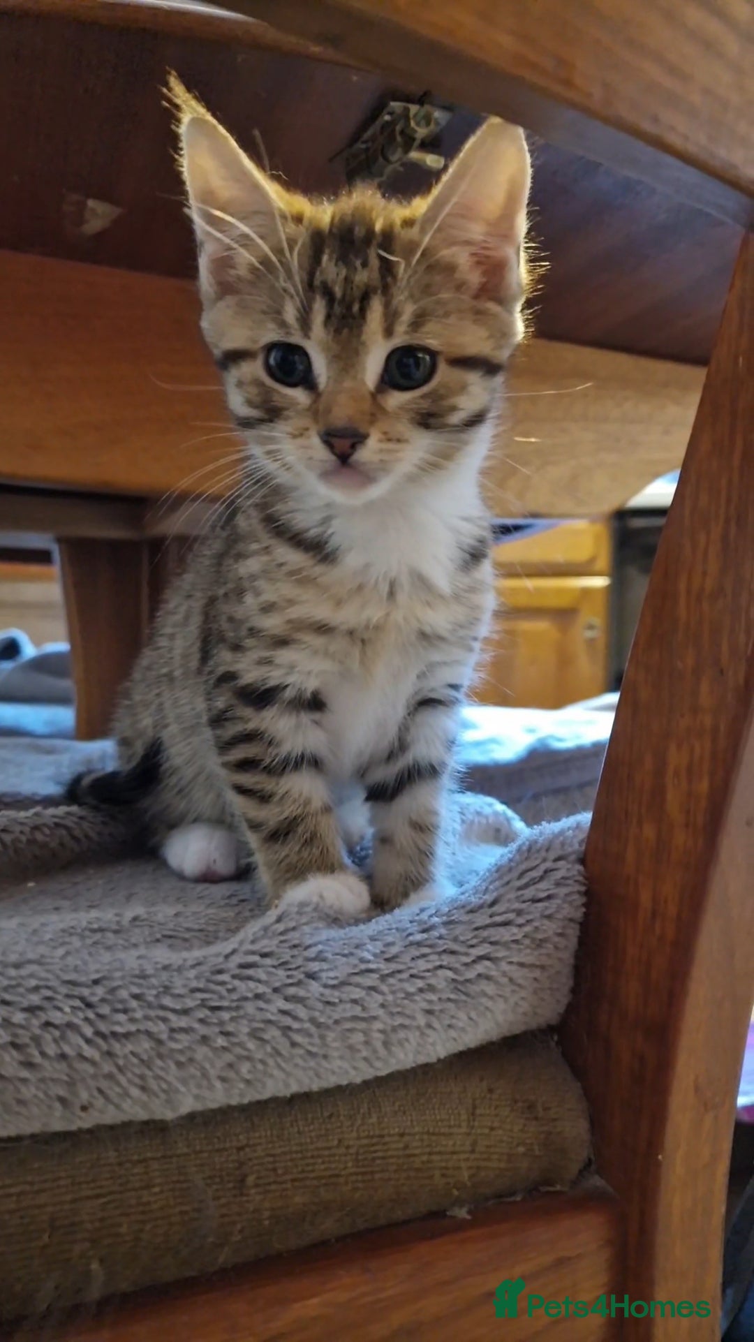 Maine Coon cats for sale: Maine Coon cross Bengal - Advert 2