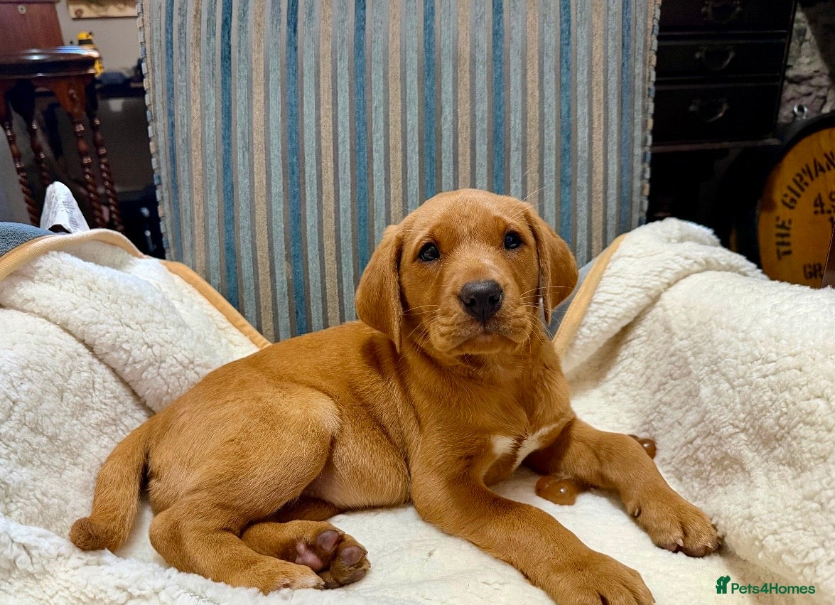 Labrador Retriever dogs KC FOX RED LABRADOR PUPS READY FRIDAY  - Advert 14