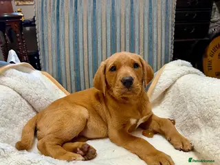 Labrador Retriever dogs KC FOX RED LABRADOR PUPS READY FRIDAY - Advert 14