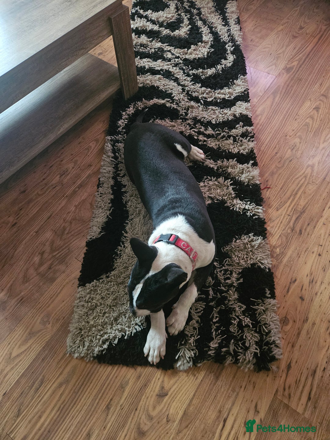 English Bull Terrier dogs for sale: 8 1/2 months old - Image 4