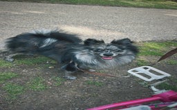 Pomeranian dogs for sale: Pom for rehoming - Image 1